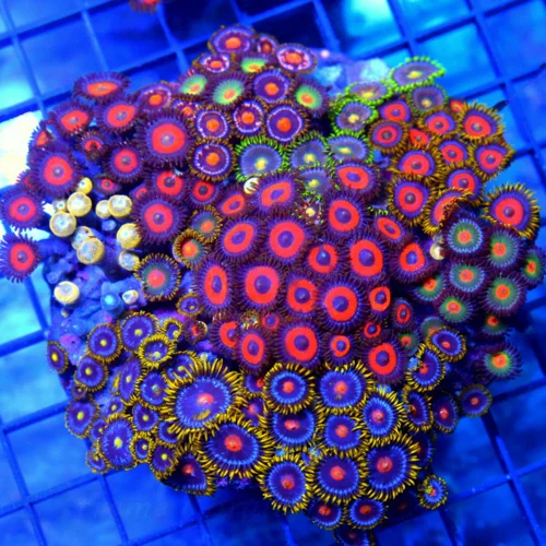 5x5 XL COMBO ZOANTHID CORAL - MIXED HAPPY FAMILY COMBO ZOANTHID CORAL COLONY