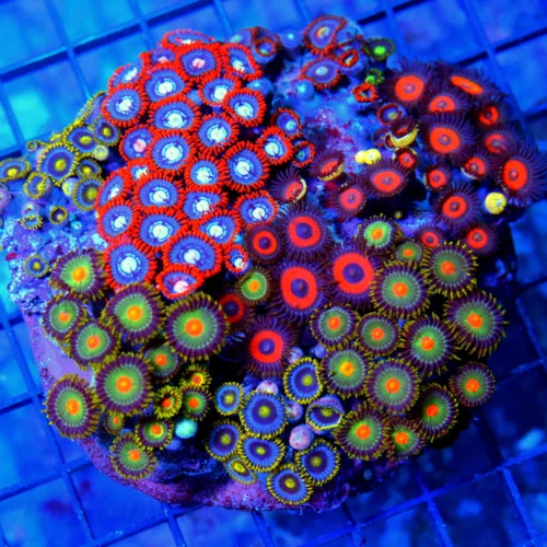 4.5x4.5 ZOANTHID CORAL - HAPPY FAMILY MIXED COLONY OF ZOANTHID CORAL