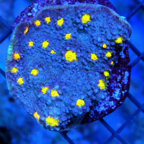 3" CHALICE CORAL - ORANGE EYED SUPER PURPLE CHALICE CORAL