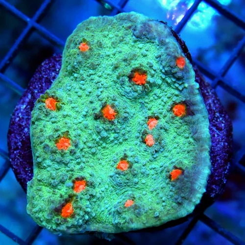 3" CHALICE CORAL - SEAFOAM GREEN DARK ORANGE CHALICE CORAL