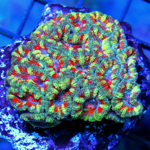 2.5" ACAN LORDHOWENSIS CORAL -