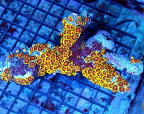 6.5x3.5 XL ZOANTHID CORAL - ULTRA ULTRA COLORED FIJI IMPORTED ZOANTHID CORAL