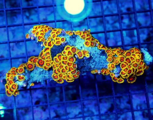 6x3 XL ZOANTHID CORAL - ULTRA ULTRA COLORED FIJI IMPORTED ZOANTHID CORAL COLONY