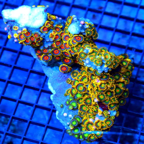 6.5x5 XL ZOANTHID CORAL - ULTRA ULTRA COLORED FIJI IMPORTED ZOANTHID CORAL COLONY