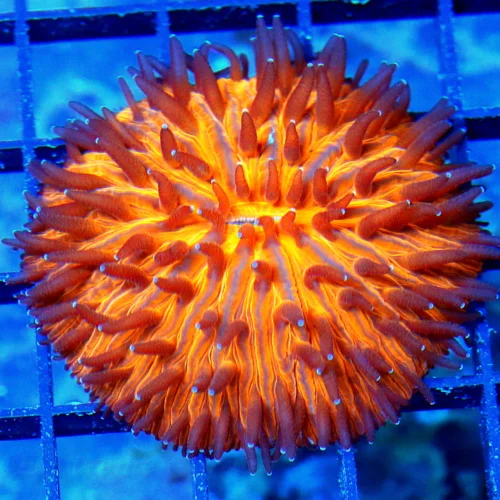 3" PLATE CORAL - ULTRA COLORED "MELTING POT" ORANGE PLATE CORAL