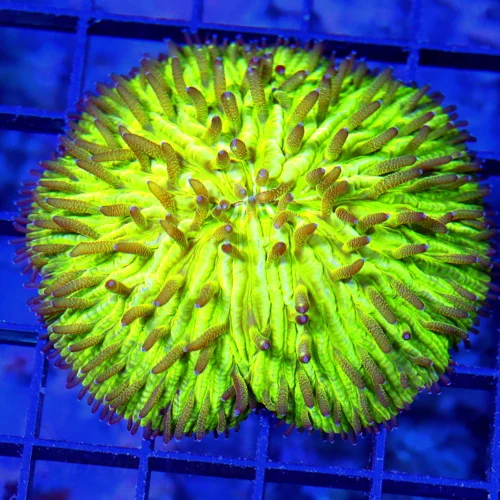 3.5" PLATE CORAL - ULTRA COLORED SUPER NEON GREEN PLATE CORAL