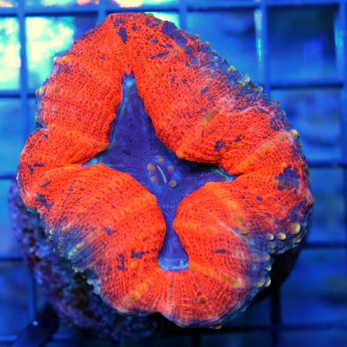3" LOBOPHYLLIA CORAL -  BEAUTIFUL PURPLE EYED LOBOPHYLLIA CORAL