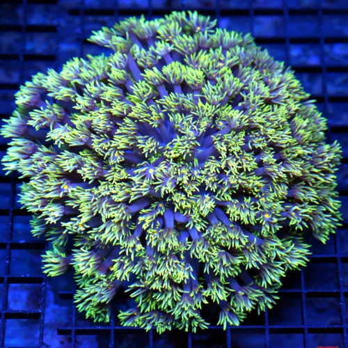 6x6 XXL GONIOPORA CORAL - SUPER NEON YELLOW TIPPED PURPLE TENTACLED YELLOW EYED GONIOPORA
