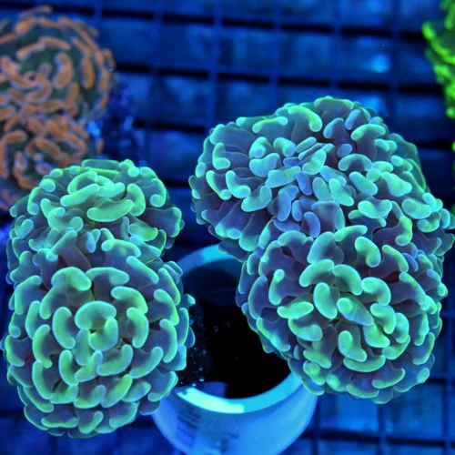 6x5 XXL HAMMER CORAL - VERY VERY NICE PURPLE SEAFOAM GREEN HAMMER CORAL