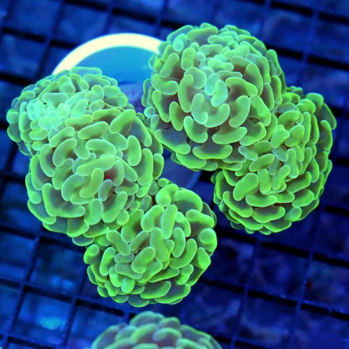 5.5x5 BRANCHING HAMMER CORAL - GREAT SIZE SHAPE AND COLOR SEAFOAM GREEN BRANCHING HAMMER CORAL