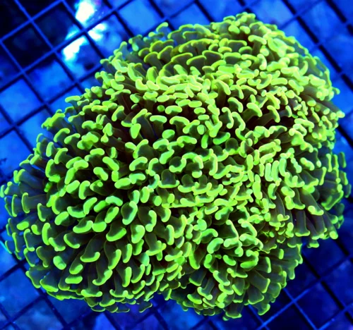 6.5x5.5 XL HAMMER CORAL - OUTRAGOUS LEMON LIME YELLOW HAMMER CORAL
