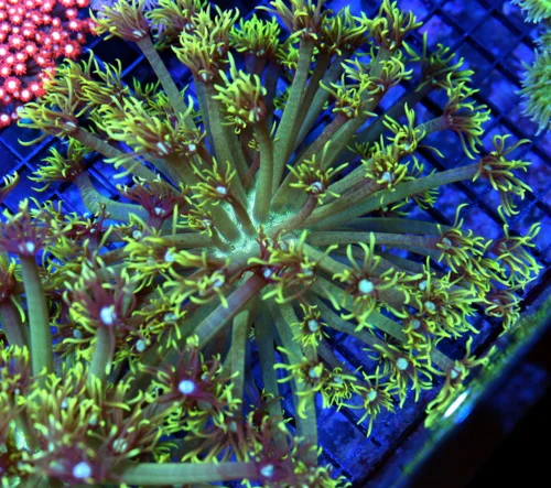 7x7 GONIOPORA CORAL - LEMON LIME YELLOW BLUE JEWELED EYED GONIOPORA