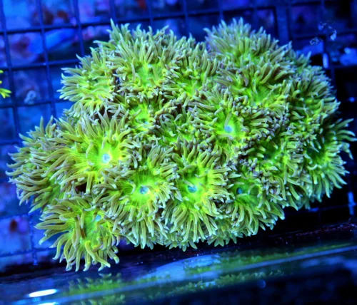 6x5 XXL DUNCAN CORAL - VERY VERY NICE PURPLE TENTACLED ULTRA COLORED DUNCAN CORAL