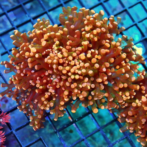 4.5x4.5 BRANCHING OCTOSPAWN CORAL - ULTRA COLORED HANDPICKED ULTRA ORANGE BRANCHING OCTOSPAWN
