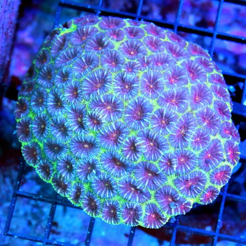 4.5x4 FAVIA CORAL - HANDPICKED COLLECTOR'S ITEM RED EYED BLUE FAVIA CORAL