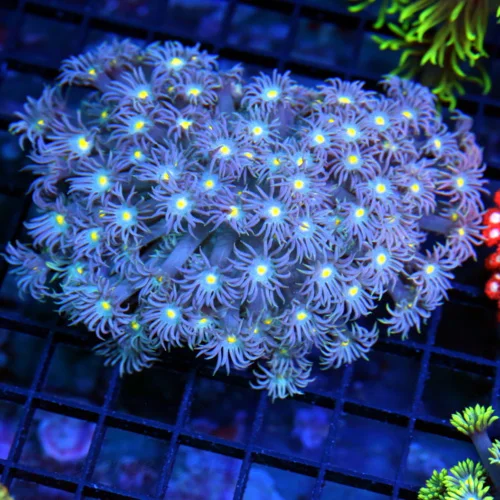 5x4.5 GONIOPORA CORAL - SUPER PURPLE BLUE RING EYED GONIOPORA CORAL