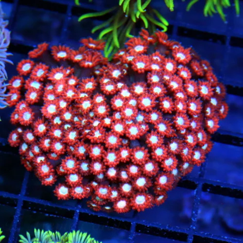 3.5x3.5 GONIOPORA CORAL - NEON RED WHITE EYED GONIOPORA CORAL