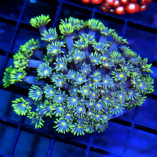 3.5x3.5 GONIOPORA CORAL - YELLOW TENTACLED YELLOW EYED BLUE CENTERED GONIOPORA CORAL