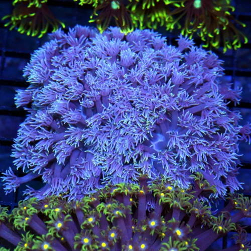 5x5 GONIOPORA CORAL - VERY VERY RARE ULTRA ULTRA PURPLE GONIOPORA CORAL