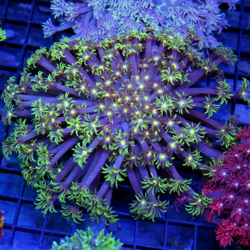 5.5x5.5 GONIOPORA CORAL - SCOTT'S CORAL OF THE DAY SHOWPIECE PURPLE GONIOPORA CORAL