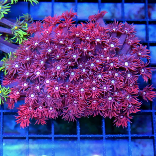 3.5x3.5 GONIOPORA CORAL - STUNNING RED ALIEN EYED GONIOPORA CORAL