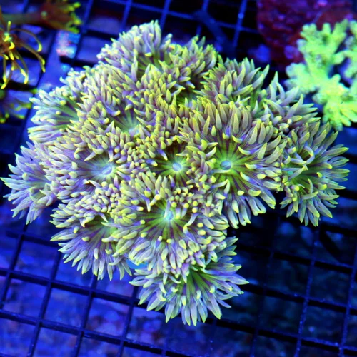 5.5x5.5 XL DUNCAN CORAL - YELLOW TENTACLED DUNCAN XL CORAL
