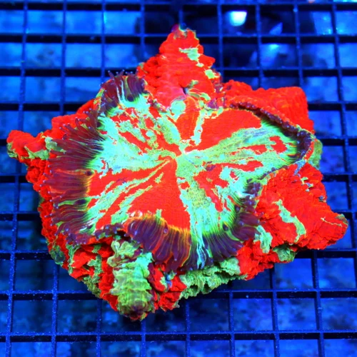 7x7 ACANTHOPHYLLIA CORAL - ULTRA ULTRA COLORED EXTREMELY BRIGHT ACANTHOPHYLLIA CORAL - NICEST IN A Y