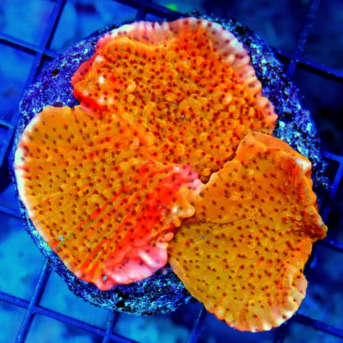3 MONTIPORA CAPRICORNIS CORAL - HANDPICKED BY SCOTT COLLECTOR'S ITEM MONTIPORA CAPRICORNIS CORAL