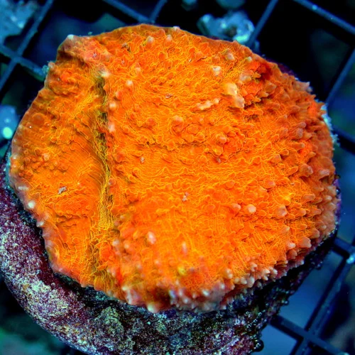 3 ECHINOPHYLLIA CHALICE CORAL - ULTRA COLORED ORANGE ECHINOPHYLLIA  CHALICE CORAL