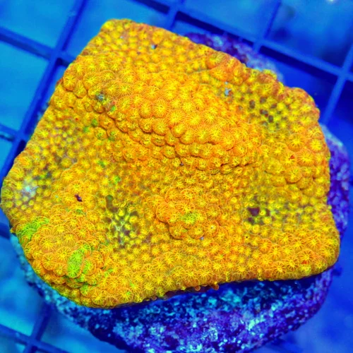 2.5 CYPHASTREA CORAL - ULTRA COLORED MULTICOLORED CYPHASTREA CORAL