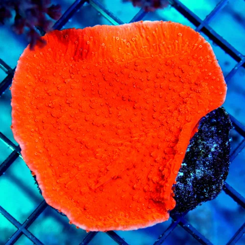 3 MONTIPORA CAPRICORNIS CORAL - HANDPICKED BY SCOTT COLLECTOR'S ITEM MONTIPORA CAPRICORNIS CORAL