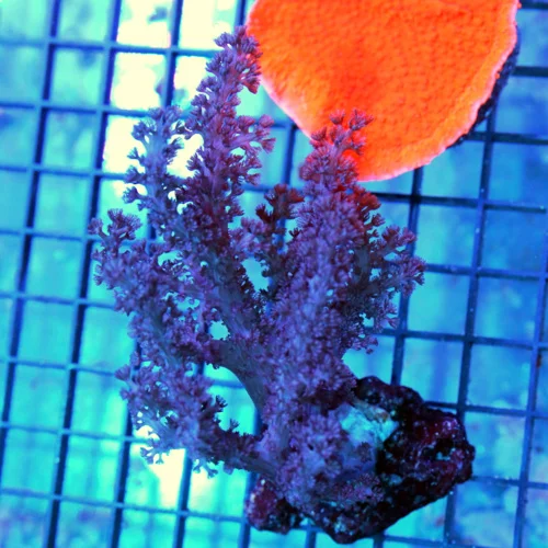 4x4 SMALL COLT CORAL - ULTRA PURPLE COLORED SMALL COLT CORAL