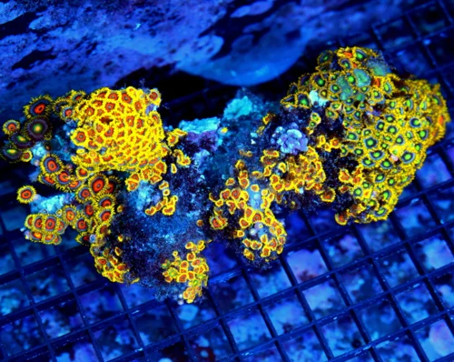 6.5x4 ZOANTHID CORAL - MULTICOLORED ULTRA GRADE ZOANTHID CORAL COLONY