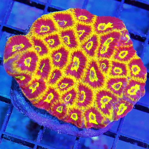 4 MICRO FAVIA CORAL - ULTRA COLORED SHOWPIECE MICRO FAVIA CORAL