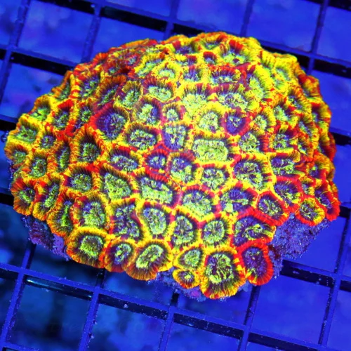 4 MICRO FAVIA CORAL - ULTRA COLORED SHOWPIECE MICROFAVIA CORAL