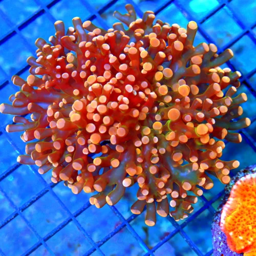 4 OCTOSPAWN CORAL - ULTRA COLORED HANDPICKED ULTRA ORANGE  OCTOSPAWN