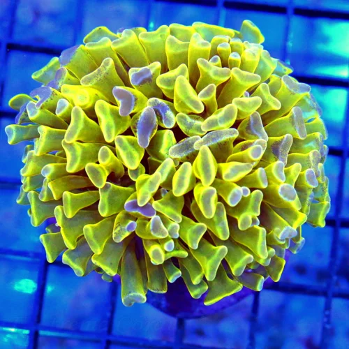 3 BRANCHING HAMMER CORAL - BLUE PAINTED YELLOW BRANCHING HAMMER CORAL