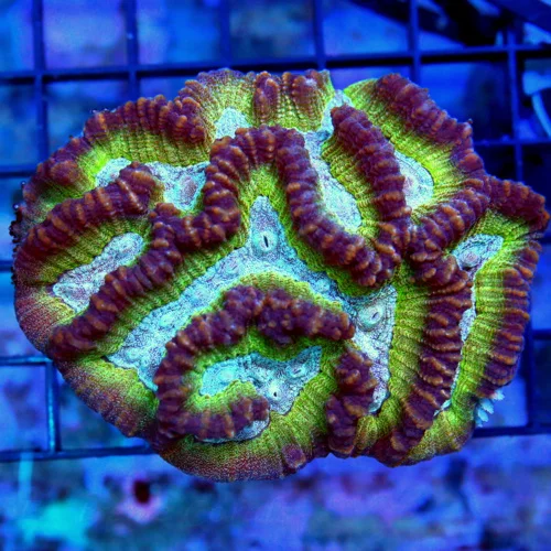 4 MOSELAYA CORAL -  RARELY ON OUR SITE! TRI-COLORED MOSELAYA