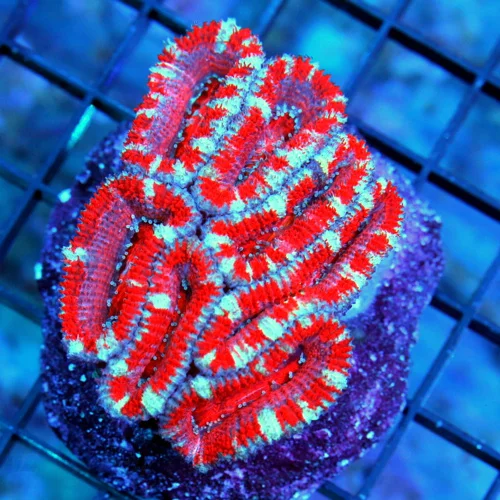 4x4 ACANTHASTREA LORDHOWENSIS CORAL - ULTRA GRADE CANDY CANE' ACANTHASTREA LORDHOWENSIS CORAL