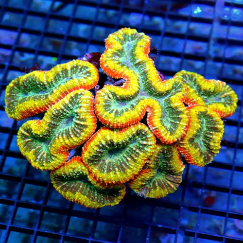 6x5 LOBOPHYLLIA CORAL - ULTRA ULTRA COLORED SHOWPIECE SOLOMON ISLAND LOBOPHYLLIA CORAL