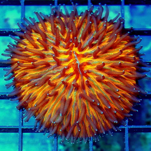 3 PLATE CORAL - ULTRA ORANGE PURPLE TIPPED PLATE CORAL