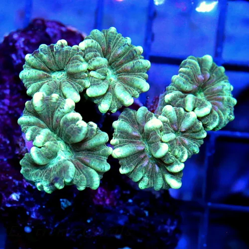 3.5 CANDY CANE CORAL - MINT GREEN STRIPPED CANDY CANE CORAL