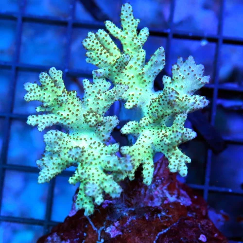 4x3 LEATHER CORAL - LEMON LIME GREEN LEATHER CORAL
