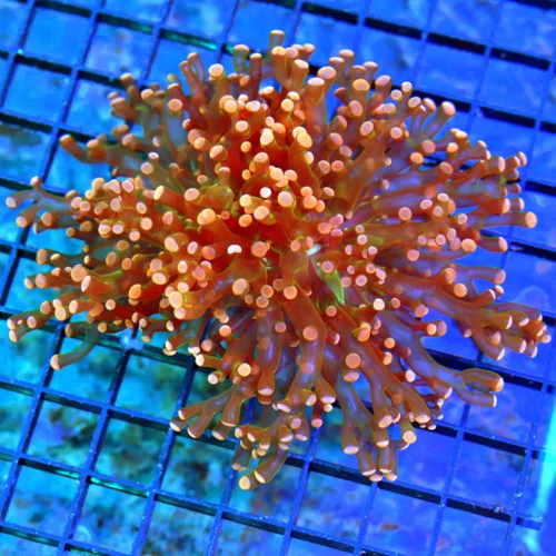 5x4.5 OCTOSPAWN CORAL - ULTRA ULTRA PINK ORANGE OCTOSPAWN CORAL