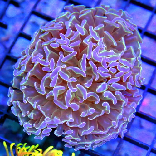 4x4 BRANCHING HAMMER CORAL - BLUE TIPPED BRANCHING HAMMER CORAL