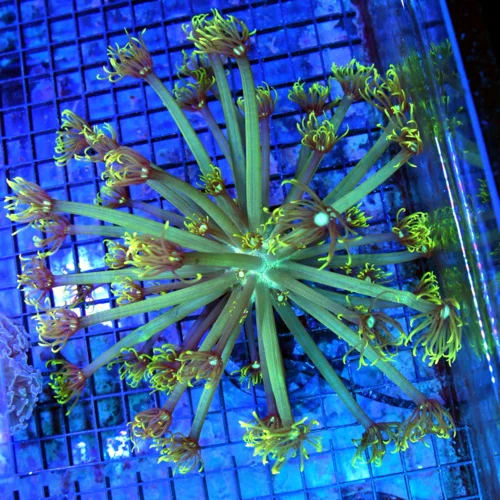 8x8 GONIOPORA CORAL - LEMON LIME GREEN BLUE JEWELED EYED GONIOPORA