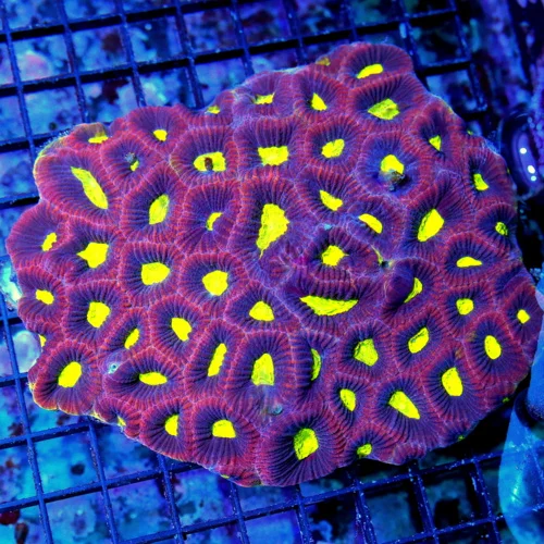 7.5x5 FAVIA CORAL - ULTRA NEON PURPLE PREDATOR BLOOD YELLOW DRAGON SOUL MORPH FAVIA