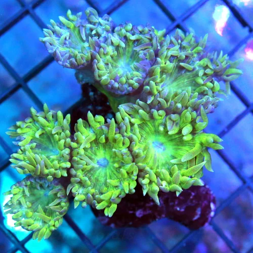 3 COMBO DUNCAN CORAL - BEAUTIFUL PURPLE TIPPED COMBO DUNCAN CORAL