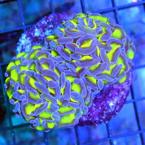 3.5 BRANCHING HAMMER CORAL -NEON YELLOW PURPLE TIPPED BRANCHING HAMMER CORAL