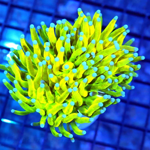 4x4 TORCH CORAL - HANDPICKED SUPER SUPER ULTRA HOLY GRAIL TORCH CORAL